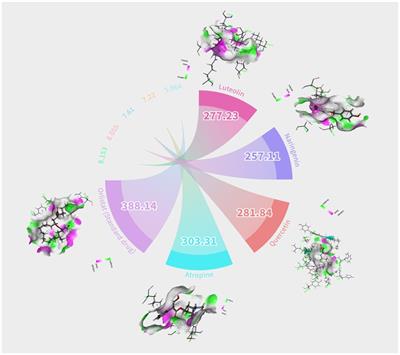 Exploring the therapeutic mechanisms of millet in obesity through molecular docking, pharmacokinetics, and dynamic simulation